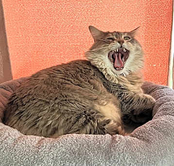 Photo of Polly