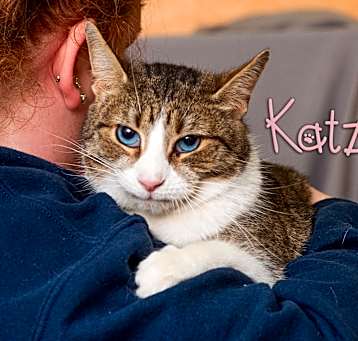 Photo of Katze