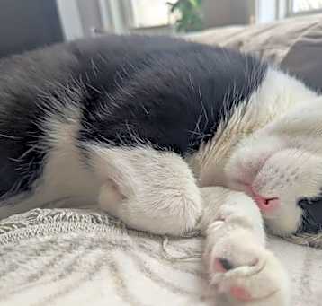 Photo of Oreo