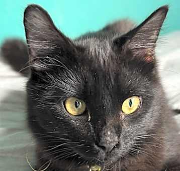Photo of Shadow S.