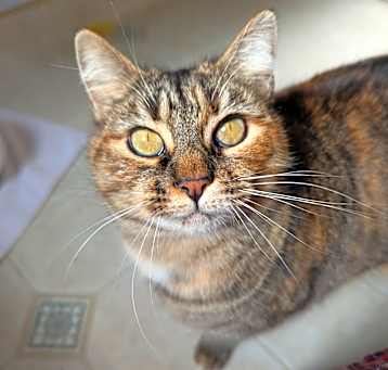 Photo of Saffron