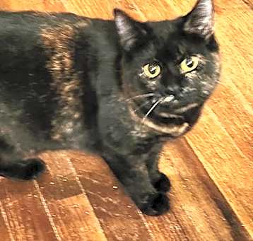 Photo of Ziva