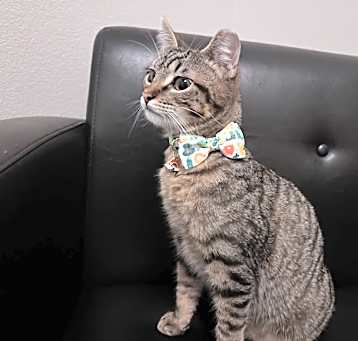 Photo of Garfield