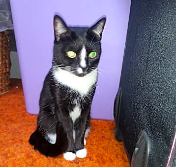 Photo of Mittens