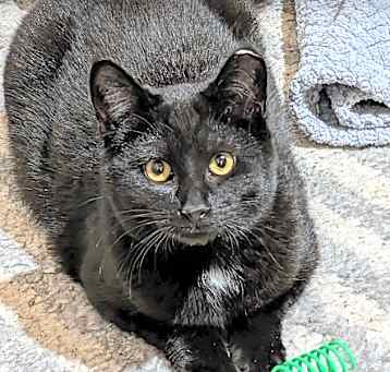 Photo of Nova (24-6322)