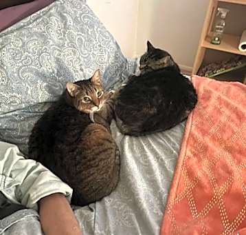 Photo of Zz Lola and Tiger (girl and boy)