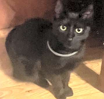 Photo of Ebony