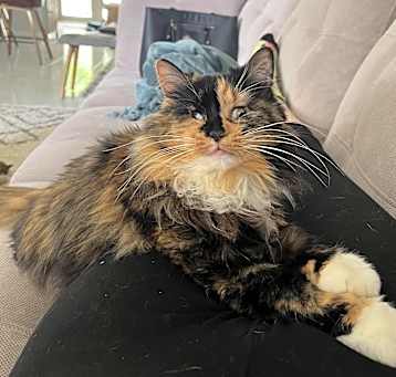 Photo of Annie