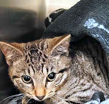 Photo of Keith Urban (Petco)