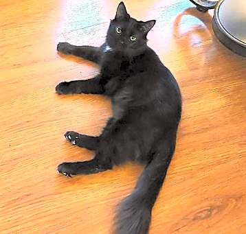 Photo of Lira