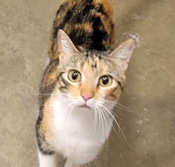 Photo of Gypsy W