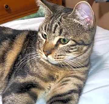 Photo of Lassi