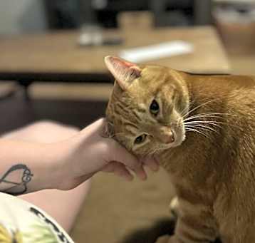 Photo of Tiger lilly