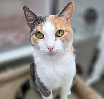 Photo of Rose