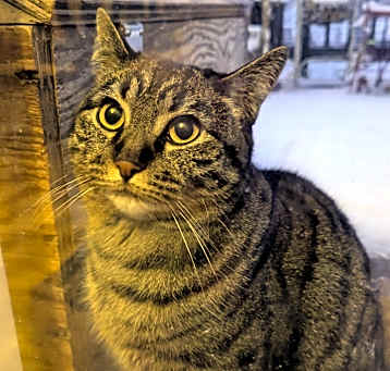 Photo of Bella