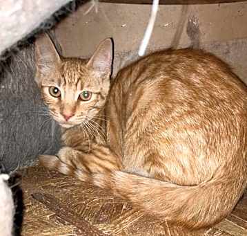 Photo of Linus