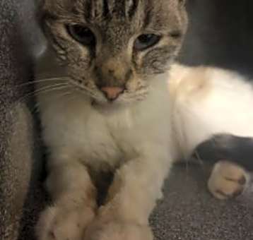 Photo of Luna- RESCUE ONLY