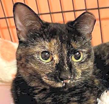 Photo of Biscoff