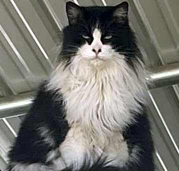 Photo of BATMAN