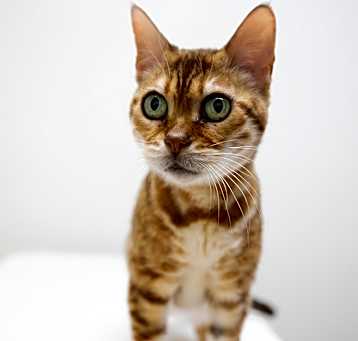 Photo of BooBa