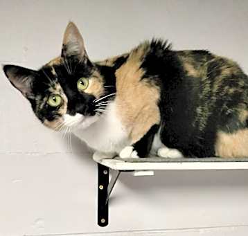 Photo of Athena (Calico goddess!)