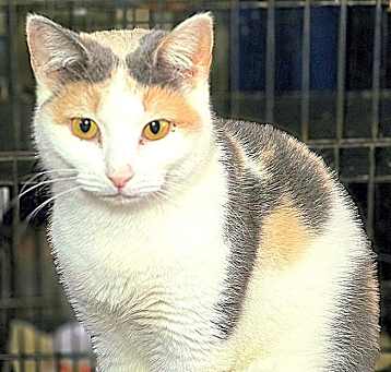 Photo of Liliac