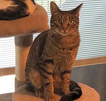 Photo of Spaz
