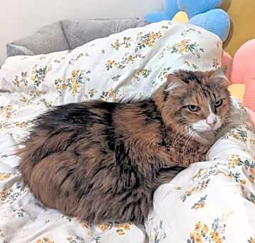 Photo of Pumpkin