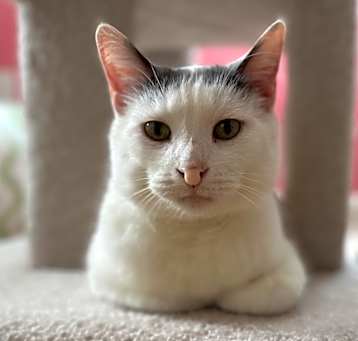 Photo of Purrnado