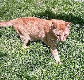 Photo of Wee Willie