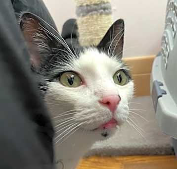 Photo of Milo