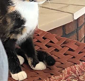 Photo of Sweetie