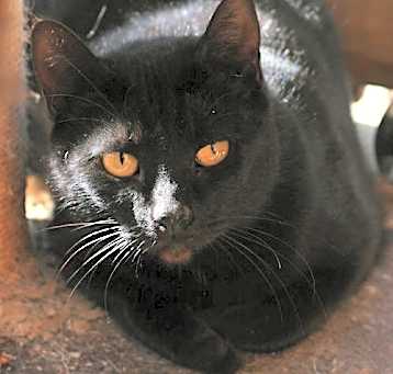 Photo of Black Cat