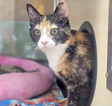 Photo of Anise