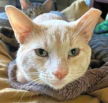 Photo of Furank Sinatra