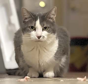 Photo of Smudge