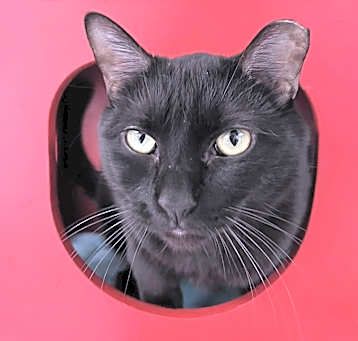 Photo of Beau Beau