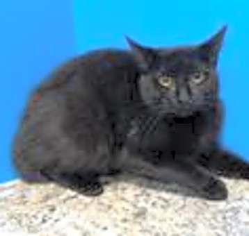 Photo of Fleurette