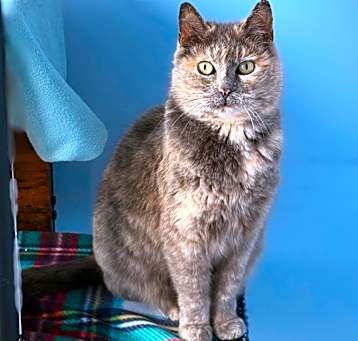 Photo of Allyson