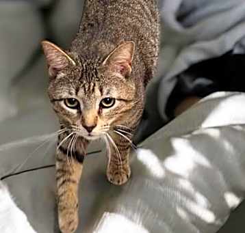 Photo of Tonic