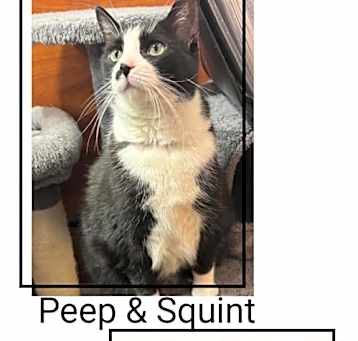 Photo of Peep & Squint