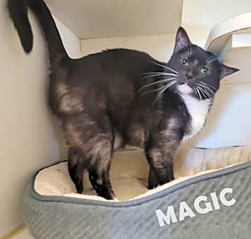 Photo of Magic #smoke-tuxedo