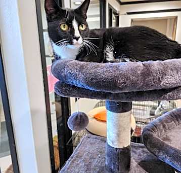 Photo of Gato