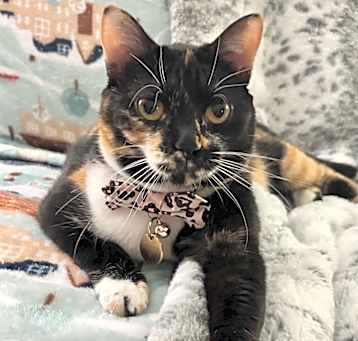 Photo of Cayenne