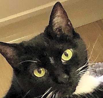 Photo of Bella
