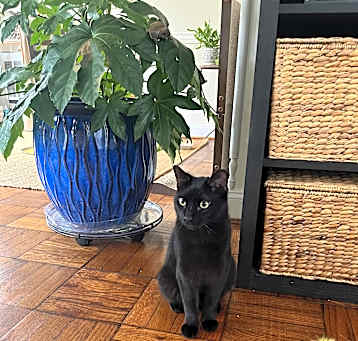 Photo of Ghost-Adoption Pending