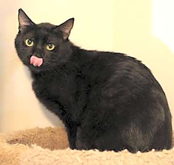 Photo of Blackie