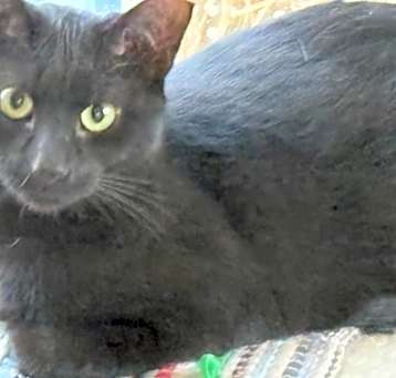 Photo of Sirius