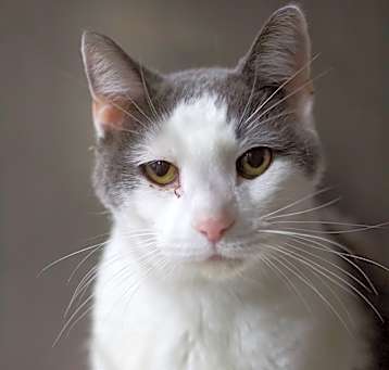 Photo of Zephyr