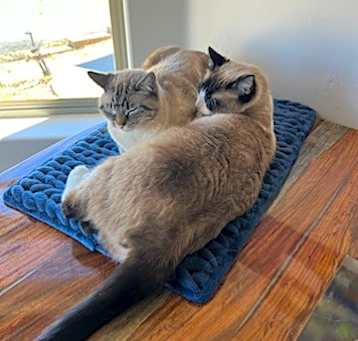 Photo of Ranger & Lily (Courtesy List)